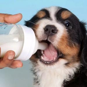 Can Dogs Drink Milk? - Is Milk Good or Bad for Dogs?