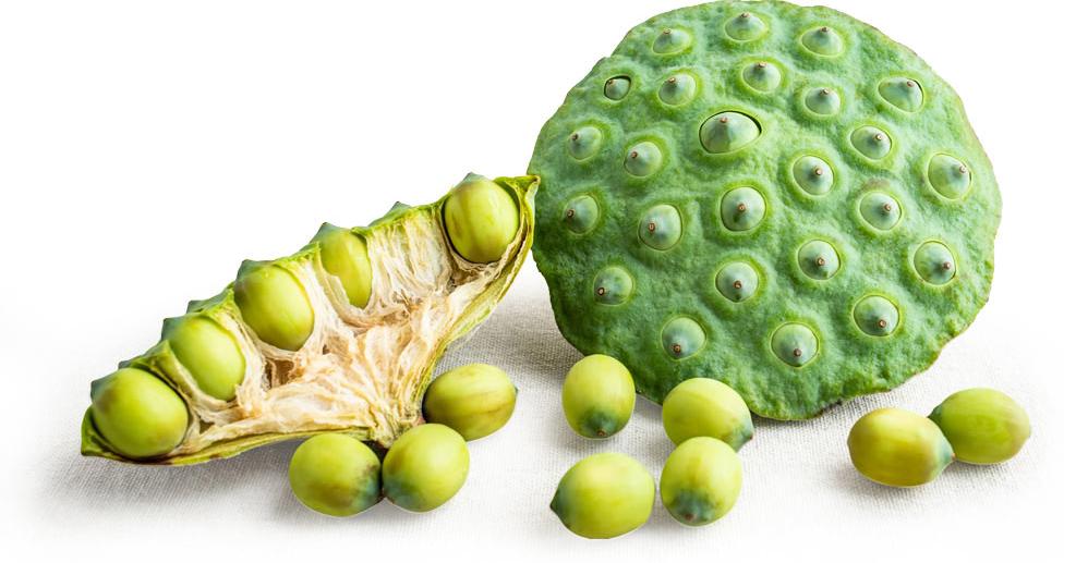 Sacred Lotus Seed Extract