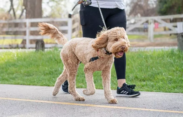 The Door Buddy - Separation Anxiety in Dogs