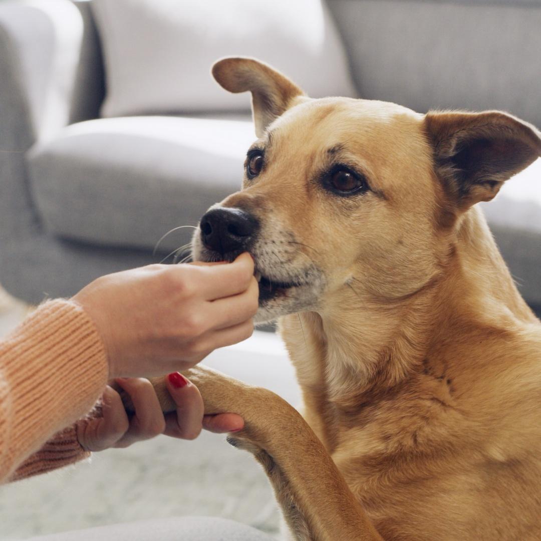 Hand, reward or training with dog