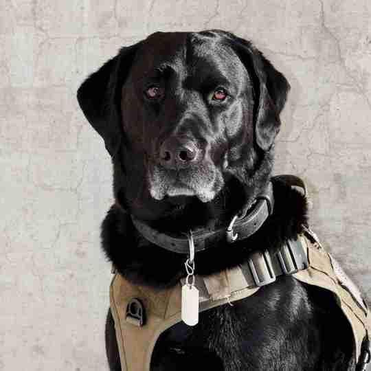 K-9 Hunter