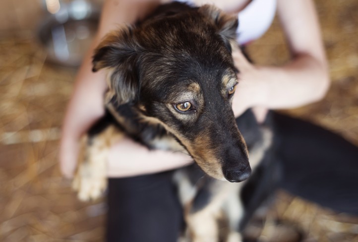 Épilepsie canine : 12 conseils importants si votre chien a une crise