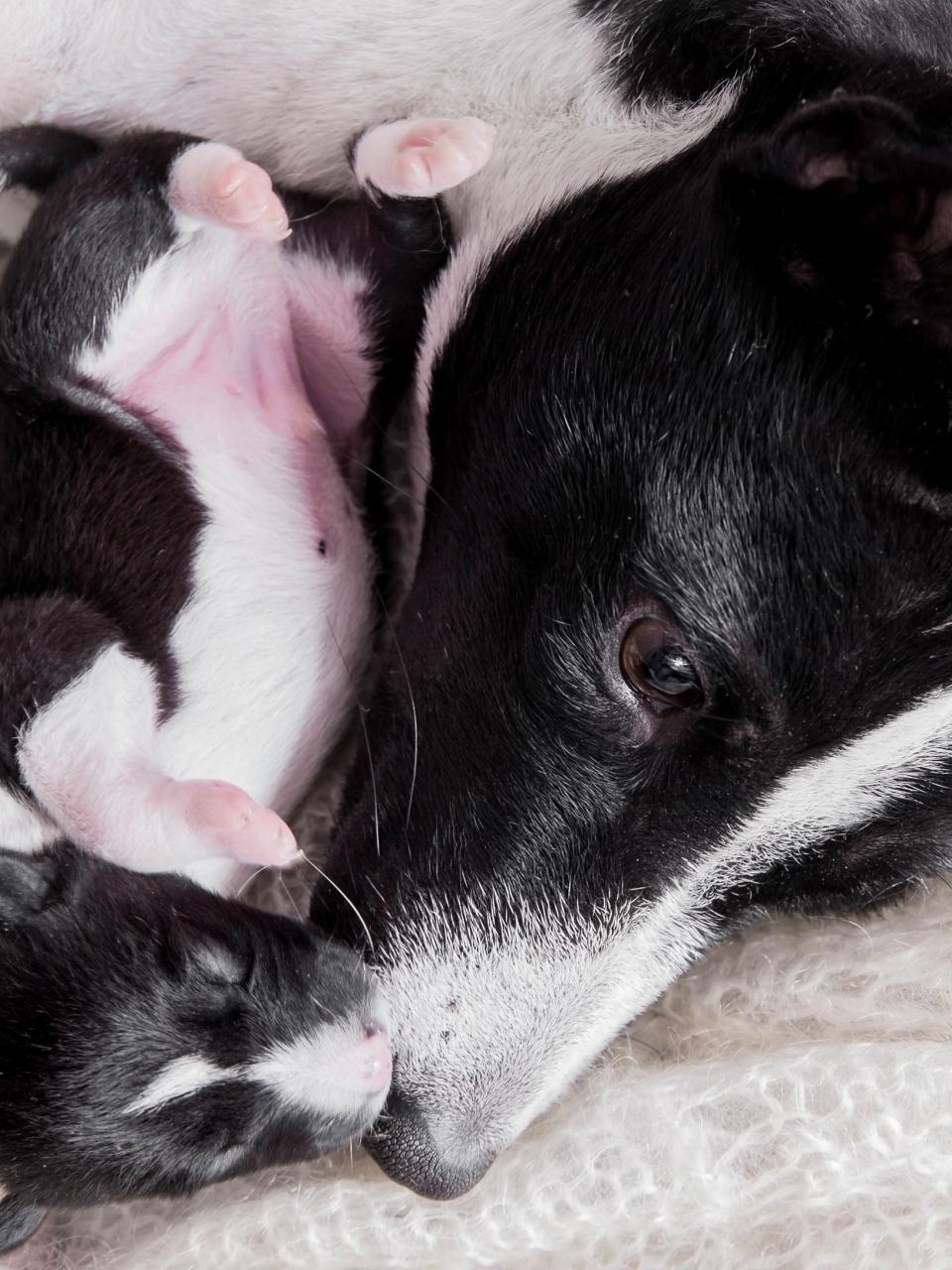 Newborn basenji puppy with mother