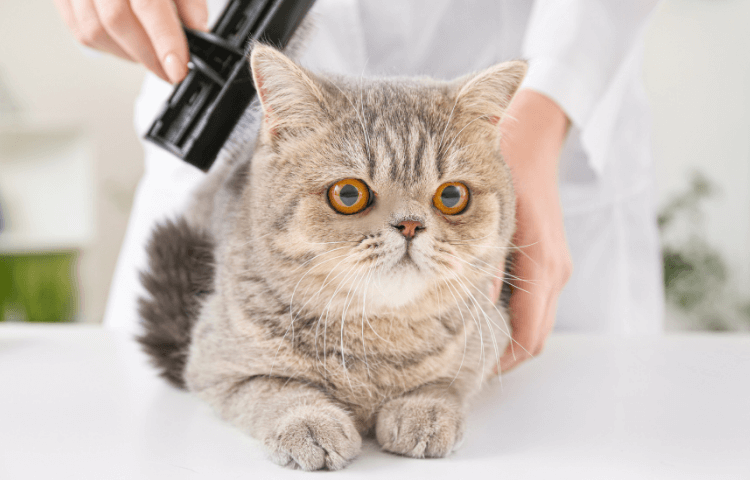 The Door Buddy - Blog - Life Hacks for Cat Owners