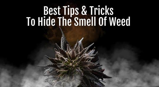 Eliminating Weed Smell Outdoors Time Methods Prevention Tips - p53avq8