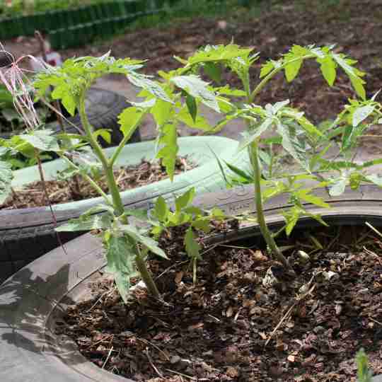 tyres make the perfect nursery for seedlings