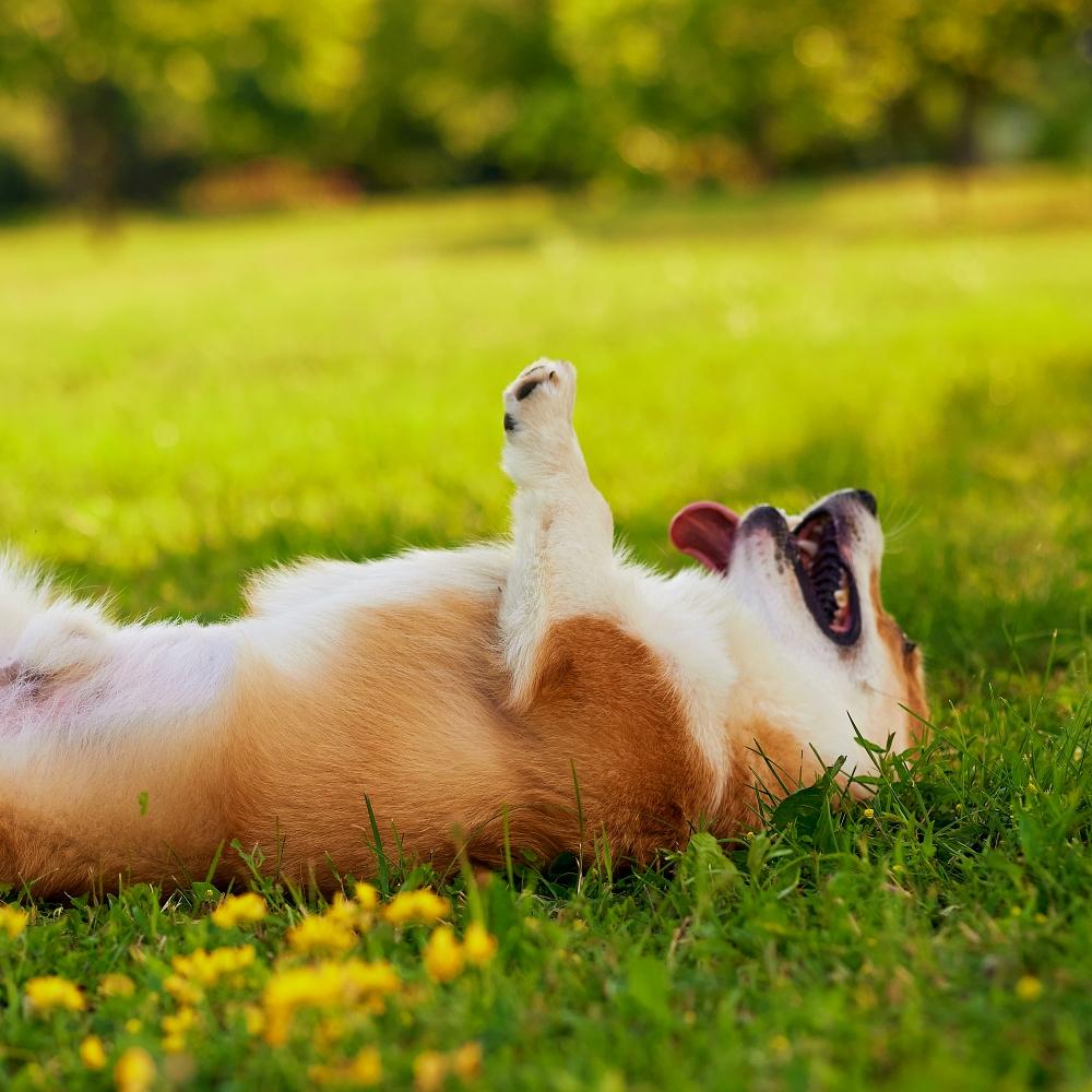 Corgi dog rolling over on the grass