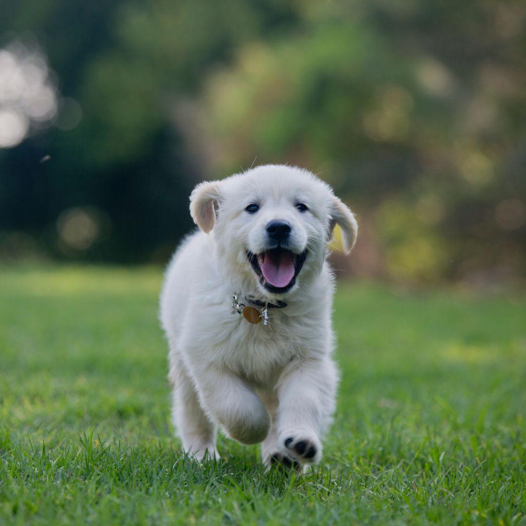 Labrador puppy running