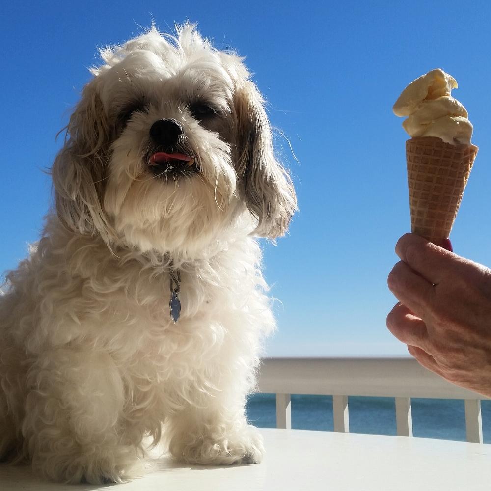 Portrait of face and emotions of cute pet offered ice cream keeping cool in summer.