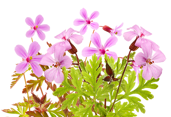 Geranium Robertianum (Roberts Geranium) Extract