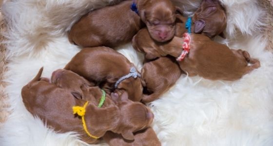 A litter of brown puppies