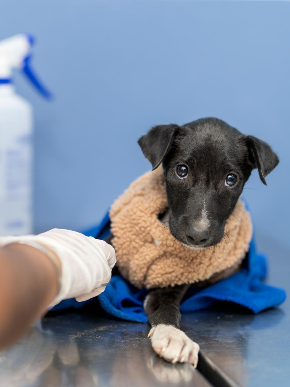 Veterinarian performing an examination on a small black puppy wrapped in a blanket on a medical table, ensuring its health and well being