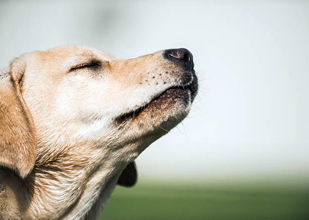 nose work toys for dogs for dog enrichment dog and dog foraging