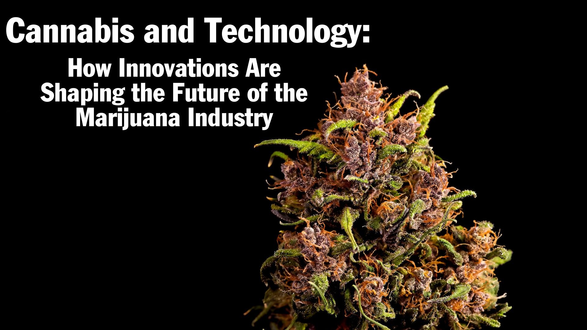 Cannabis and Technology: How Innovations Are Shaping the Future of the Marijuana Industry