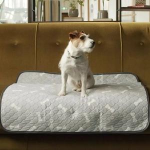 Should You Wake Your Puppy Up to Pee at Night?