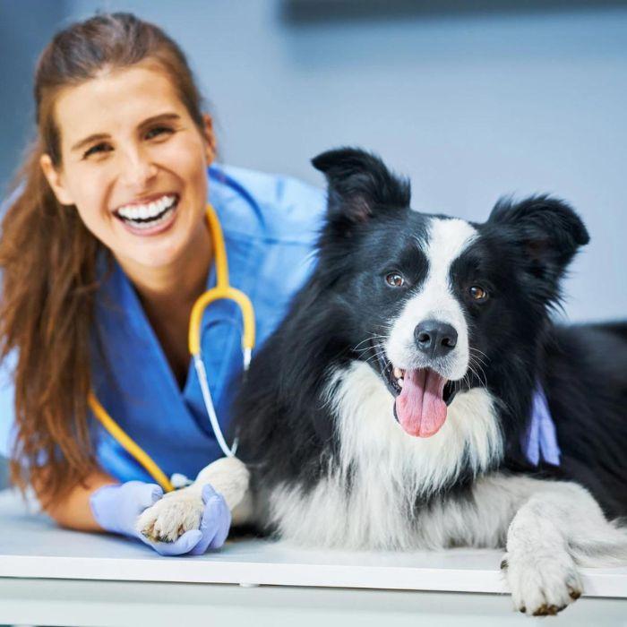 Vet with a collie dog