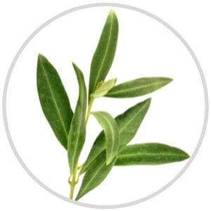 Olive Leaf Illustration