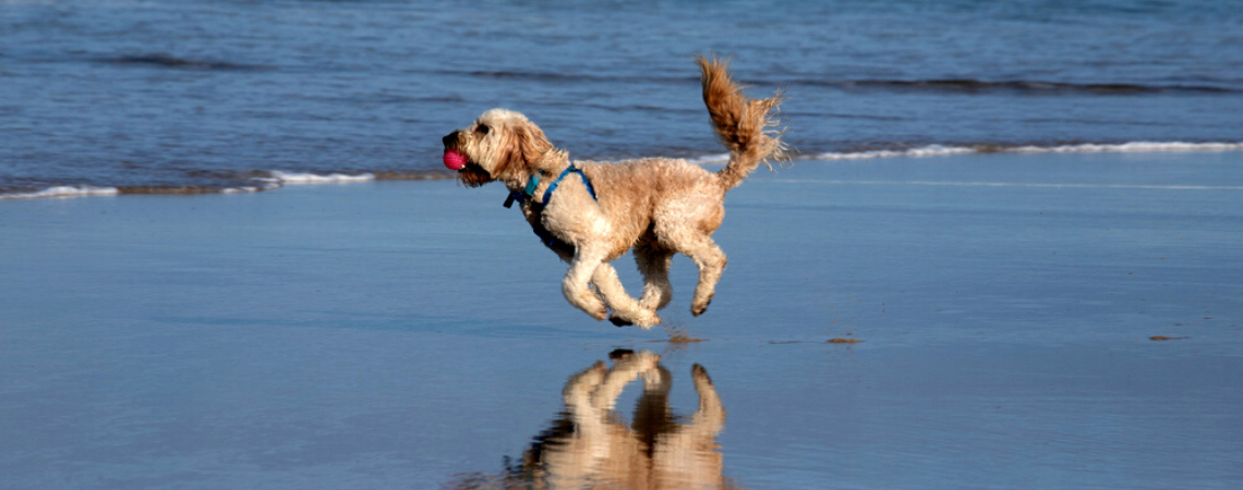 DOG RUNNING ON THE BEACH