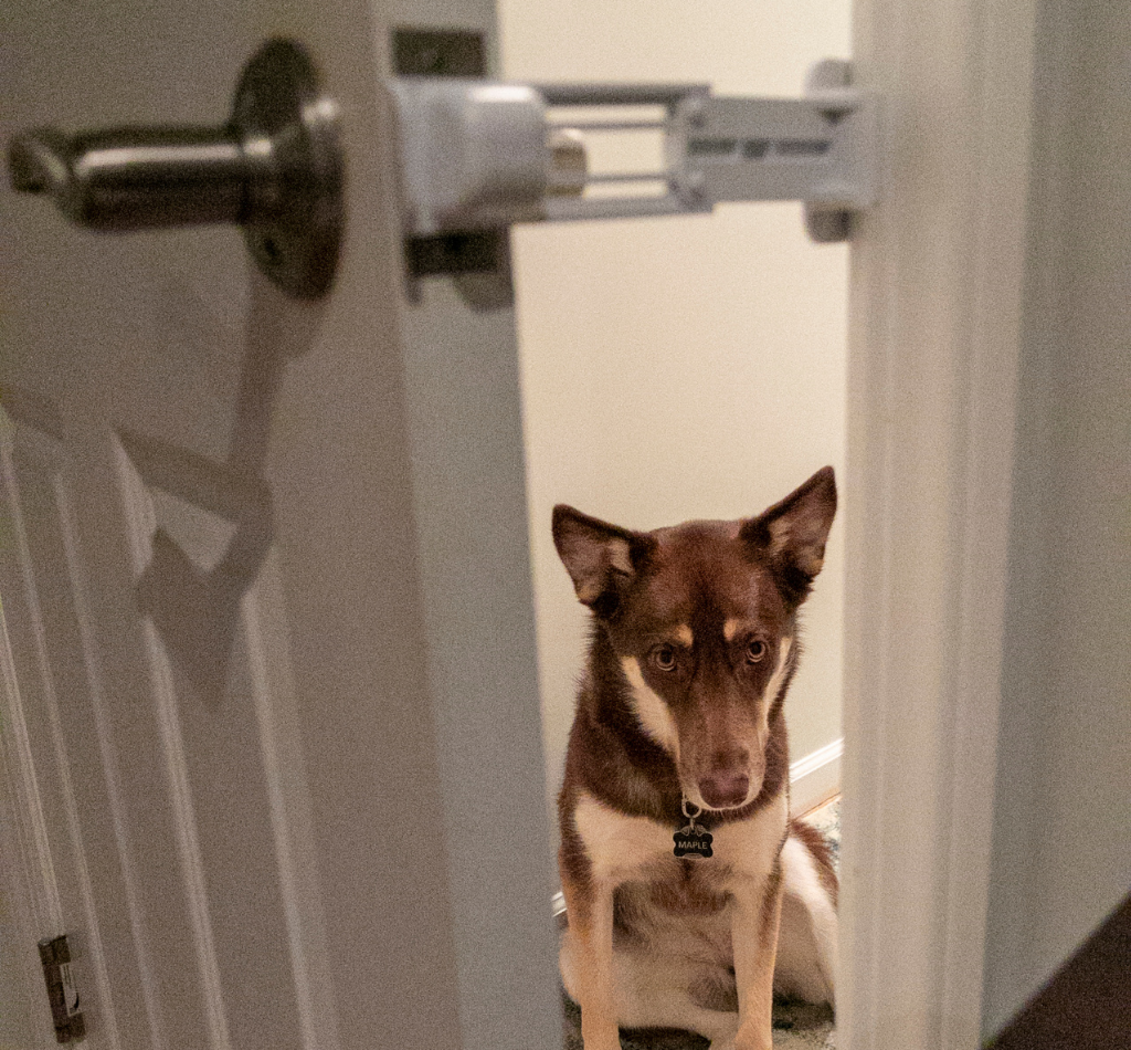 A dog sits behind a partially open door held in place by The Door Buddy door prop. The adjustable prop creates a small gap that allows cats to pass through while helping keep dogs out of the room.