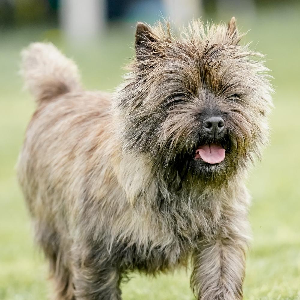 Cairn Terrier dog