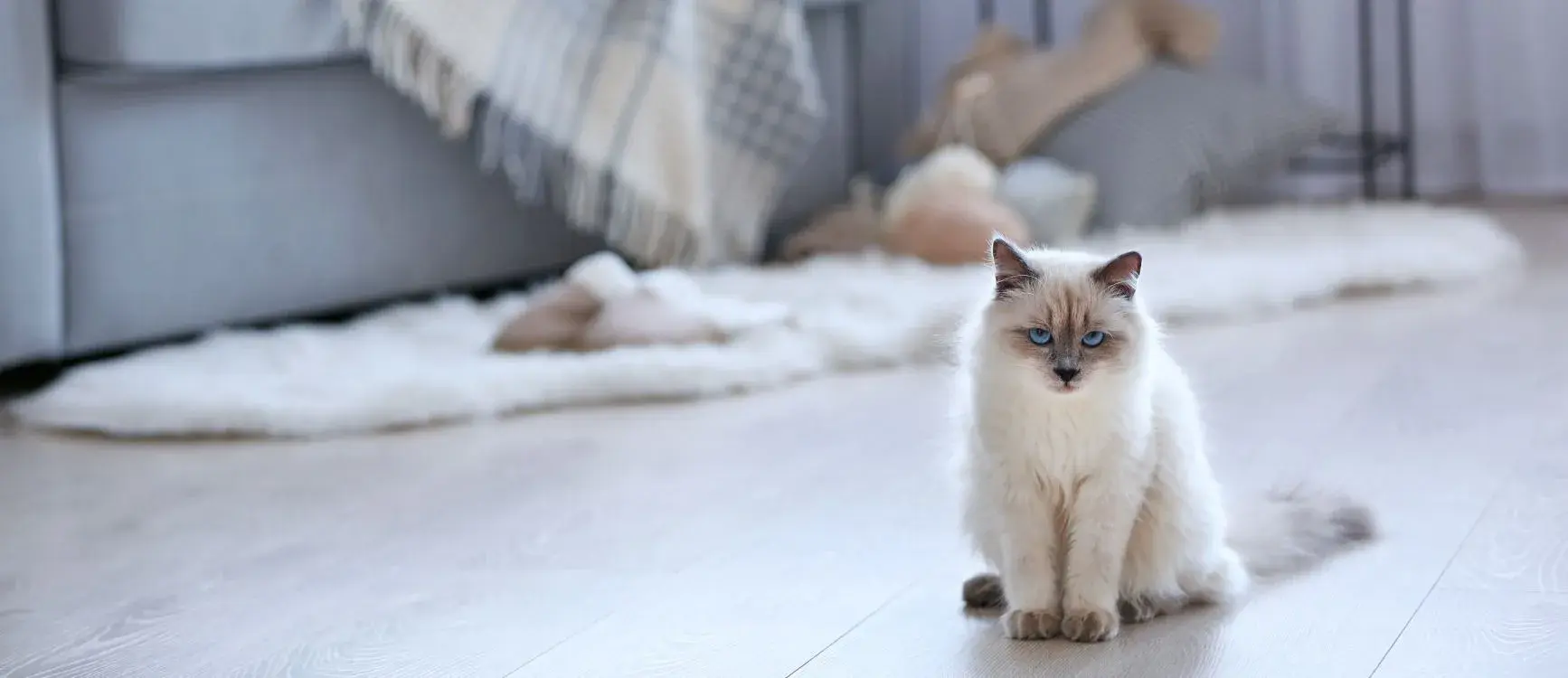 A white cat is seated on the floor in a bright room, emphasizing a serene and homely environment.