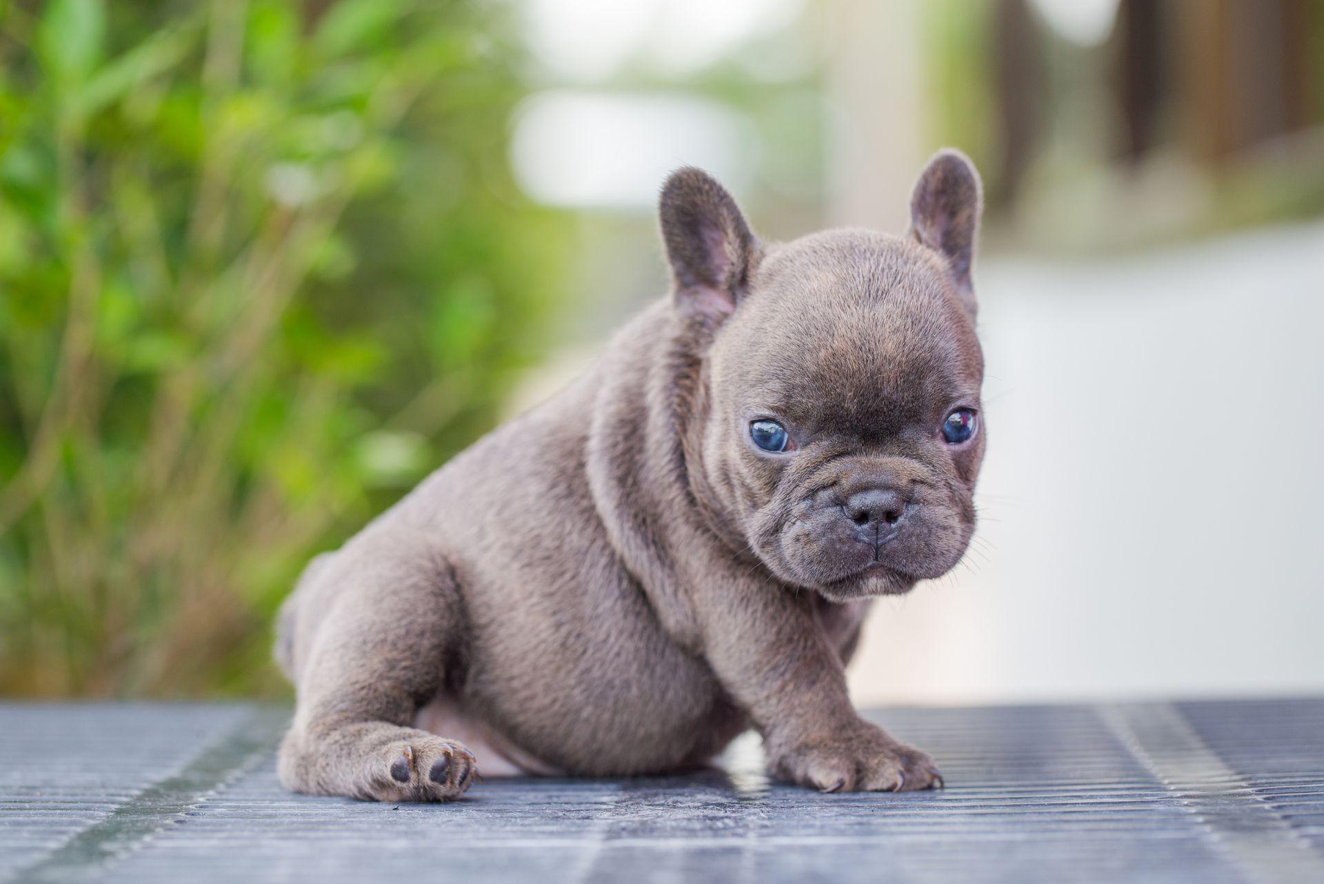 French Bulldog Puppy