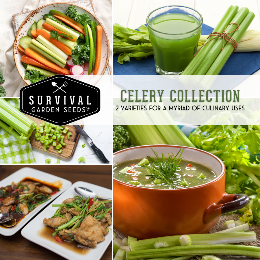 Celery Seed Collection