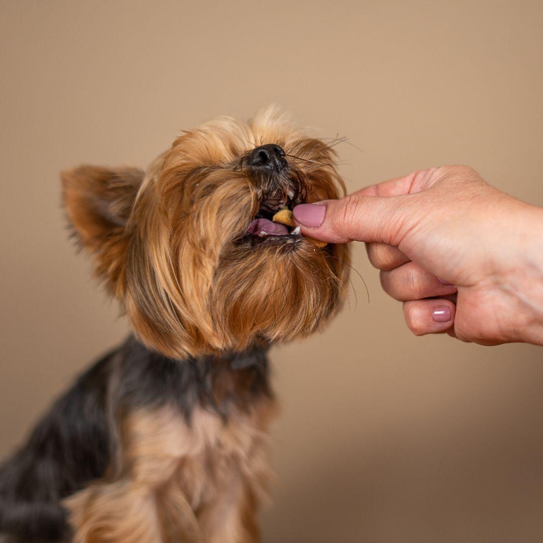 Yorkshire terrier dog eating a treat