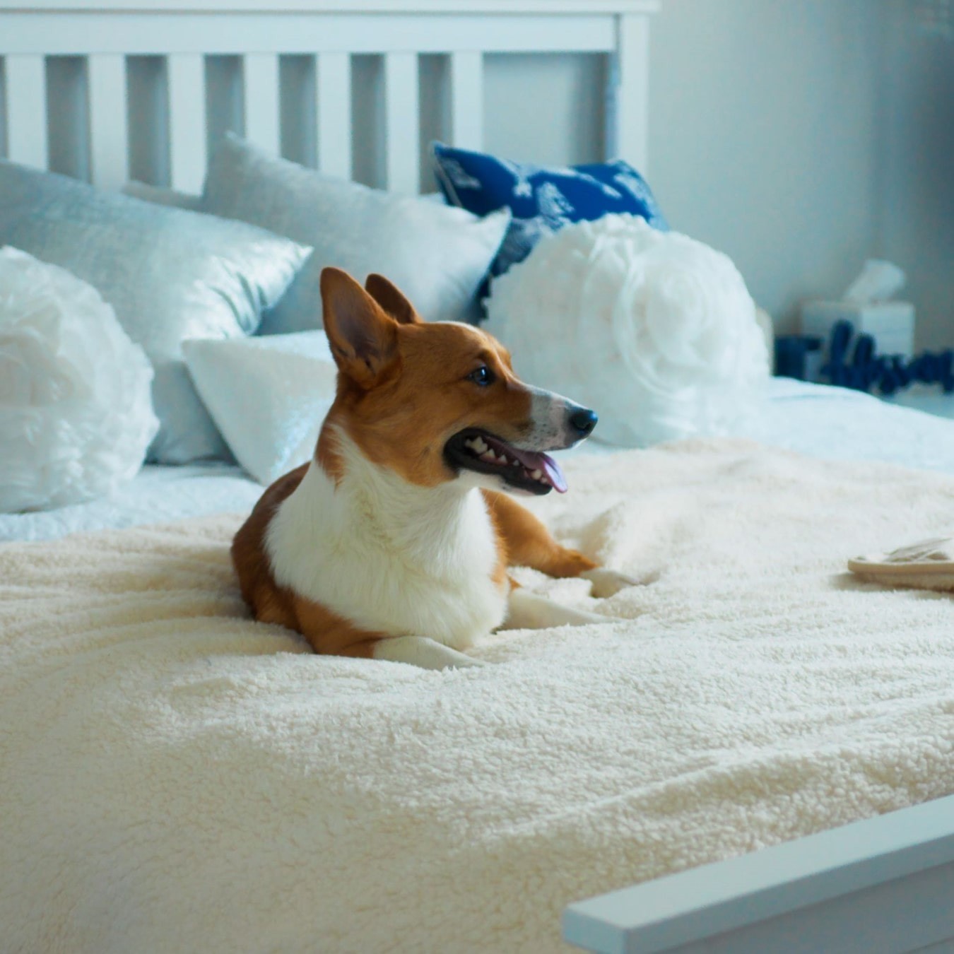 A corgi dog sitting laying down on a bed