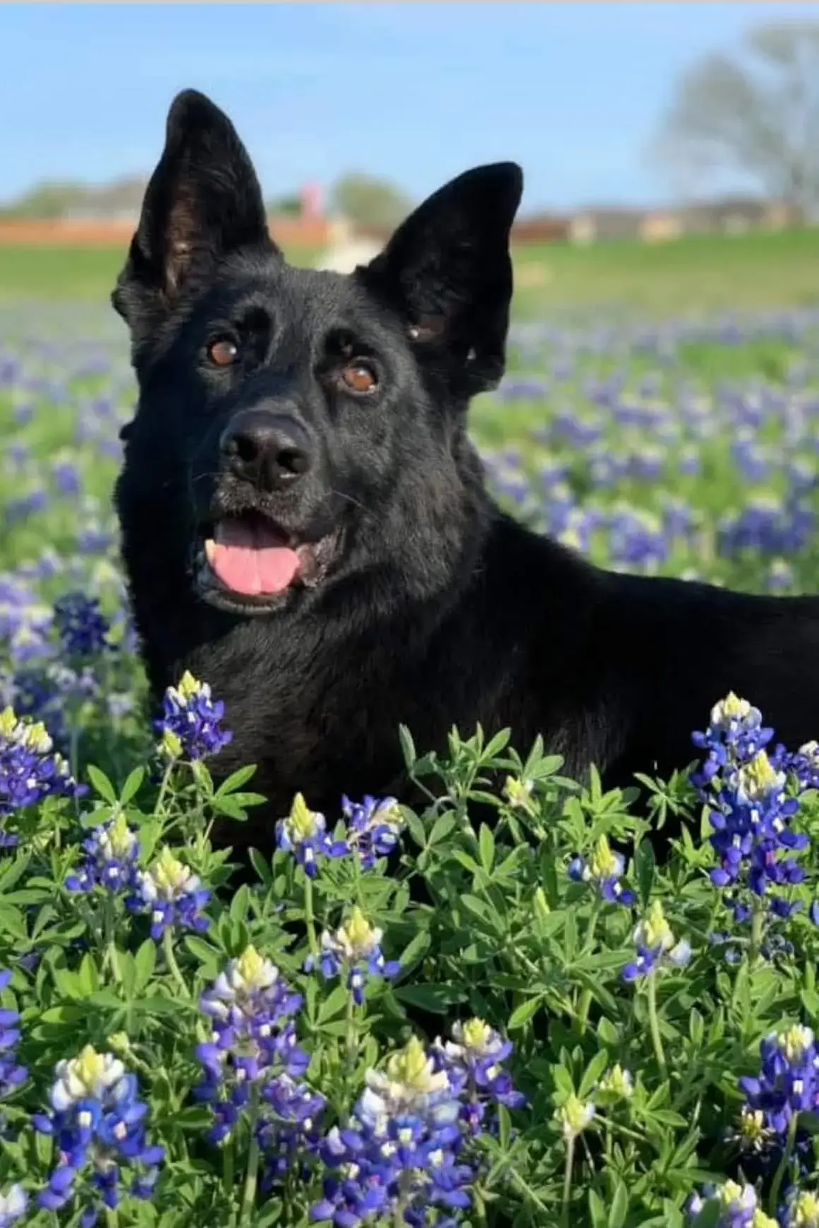 MWD Elute
