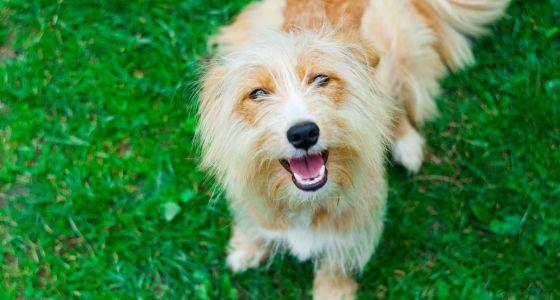 Excited dog looking up at camera