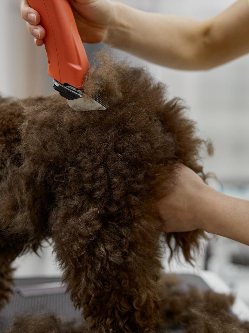 Female specialist veterinarian trimming cute fluffy dog at grooming pet studio