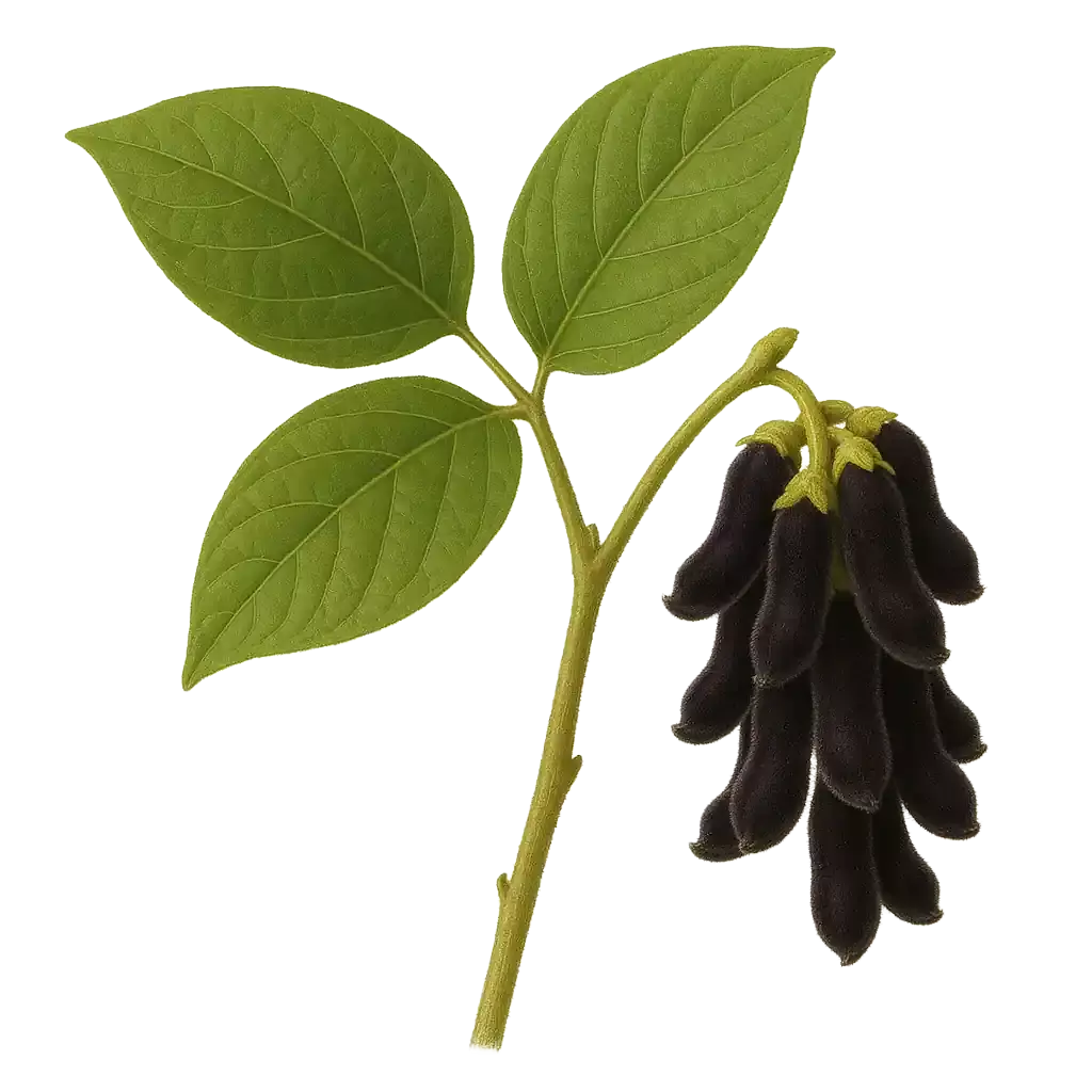 Mucuna Pruriens
