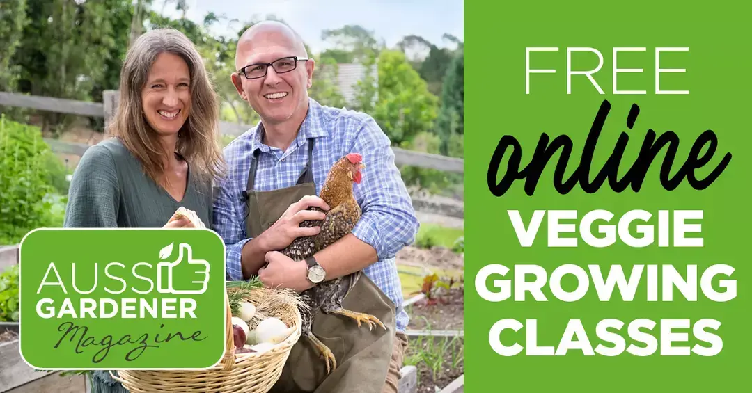 Brian and Kaylene harvesting vegetables and holding a chicken in a garden, promoting free online veggie growing classes by Aussie Gardener Magazine.