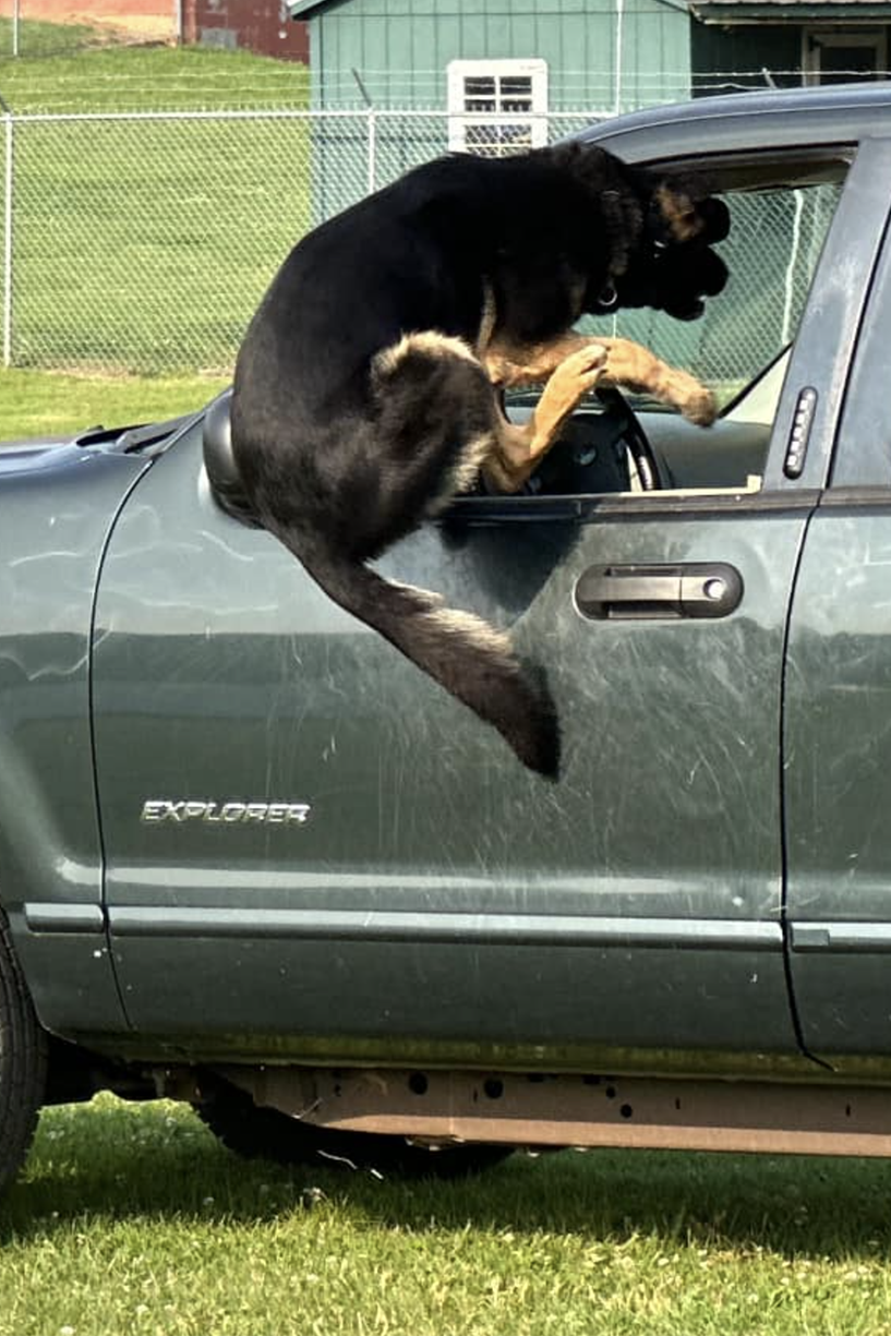 k9 appie jumping into car