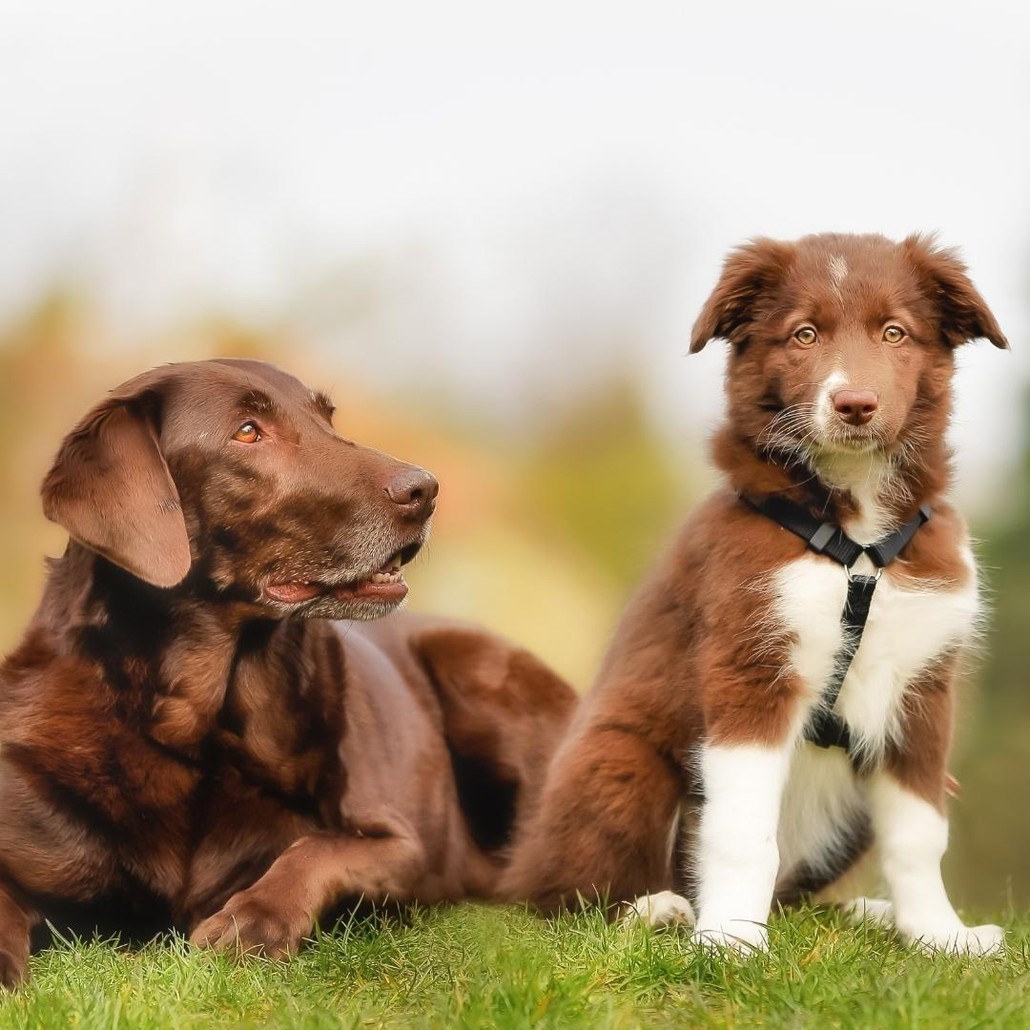 Brown adult dog and puppy