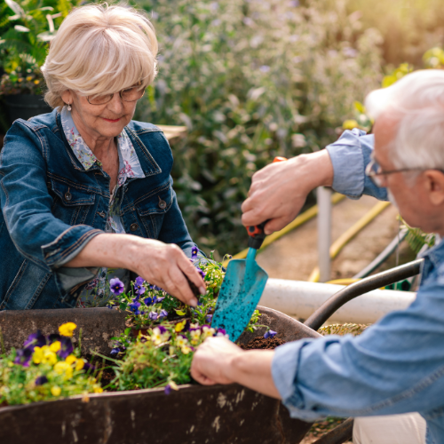 Senior couple planting yellow and purple flowers in their garden.