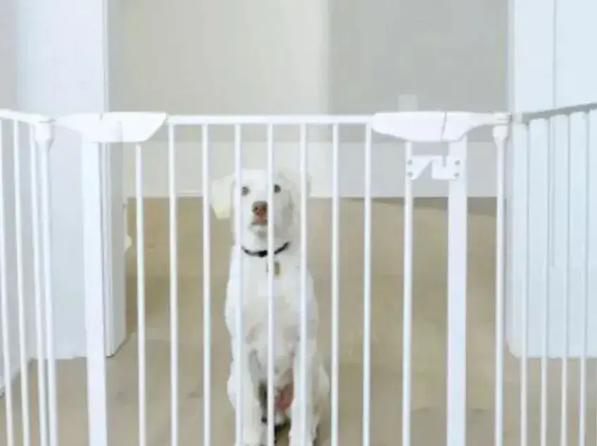 a white dog standing behind a pet gate