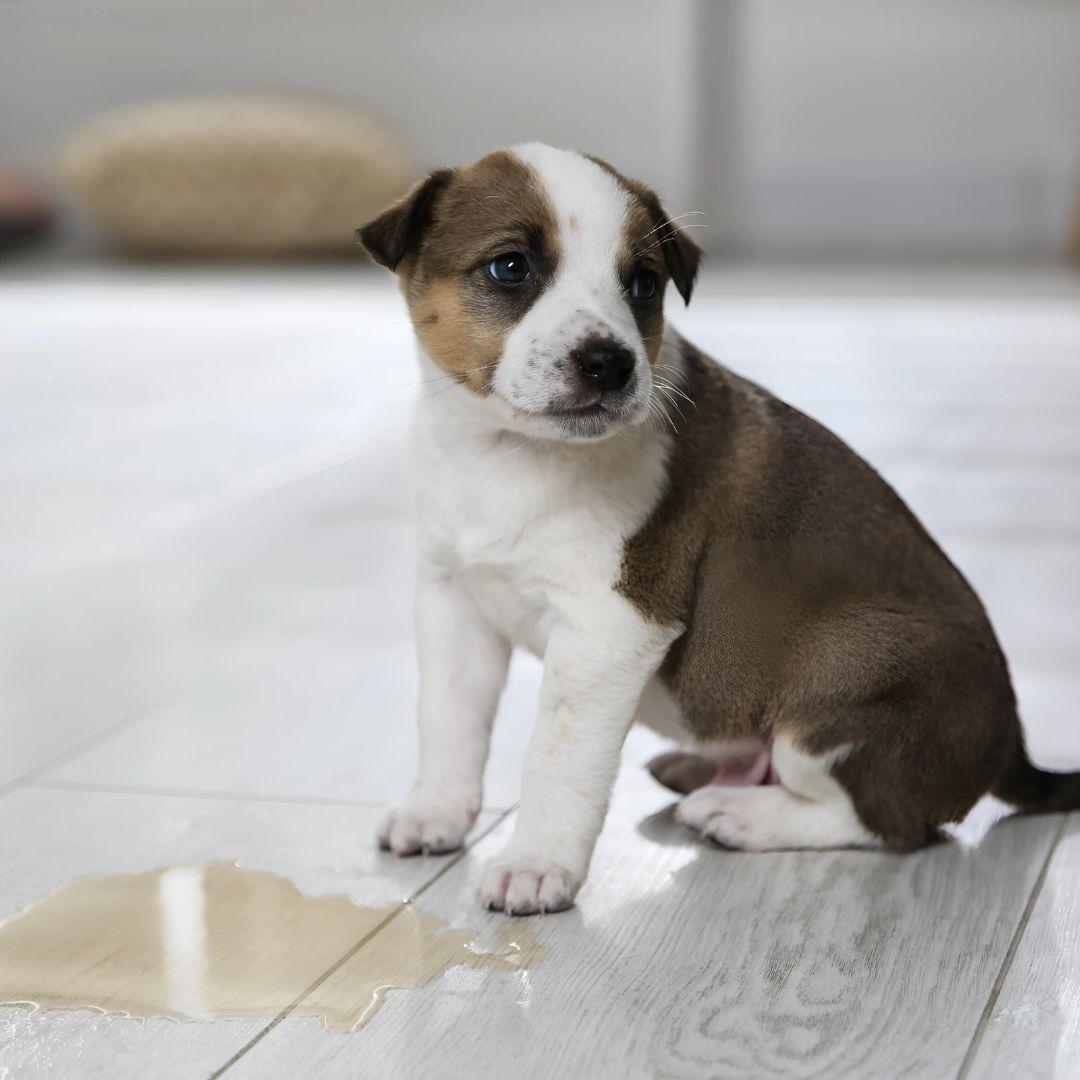 Adorable puppy near puddle on floor indoors