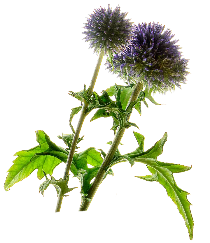 Chamomile Flower