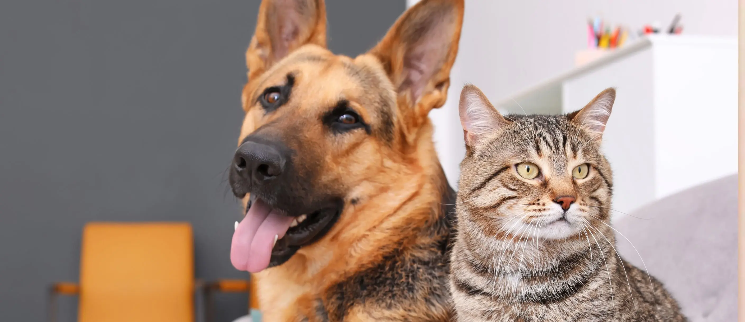 a striped cat and german Shepard dog next to each other