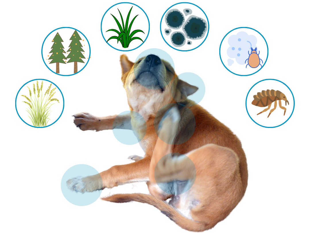 The 7 Most Common Seasonal Allergies in Dogs and how to prevent them