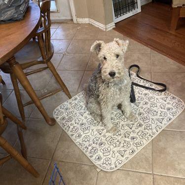 A dog sitting a reusable pee pad on the tiles