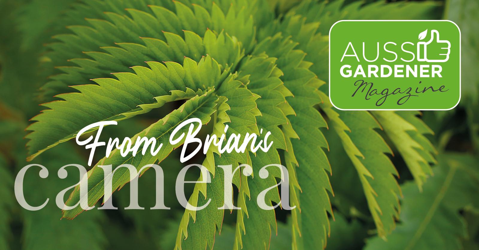 Close-up of fresh green camera leaves with serrated edges, overlaid with text “From Brian’s camera” and the Aussie Gardener Magazine logo.