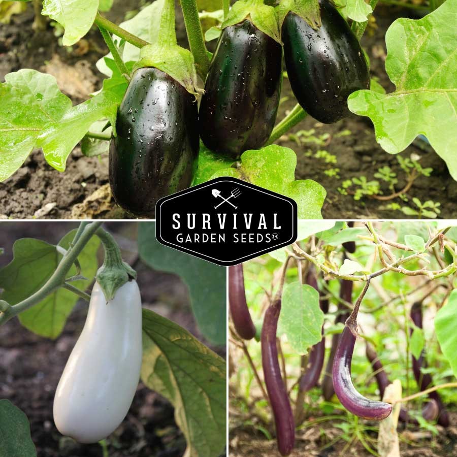 Eggplant Seed Collection