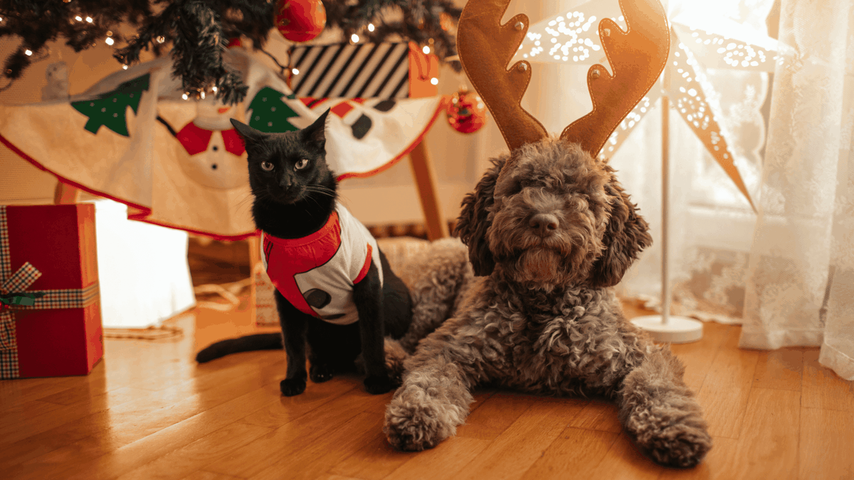 Dog Christmas Gifts for Dog Owners: The Best 10 List For You - Sydney Wide  Pet Doors