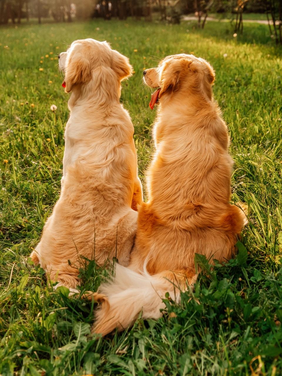 Two dogs on the forest hugging