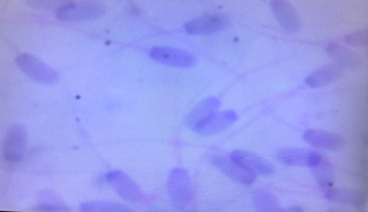 Canine Semen Analysis Microscope