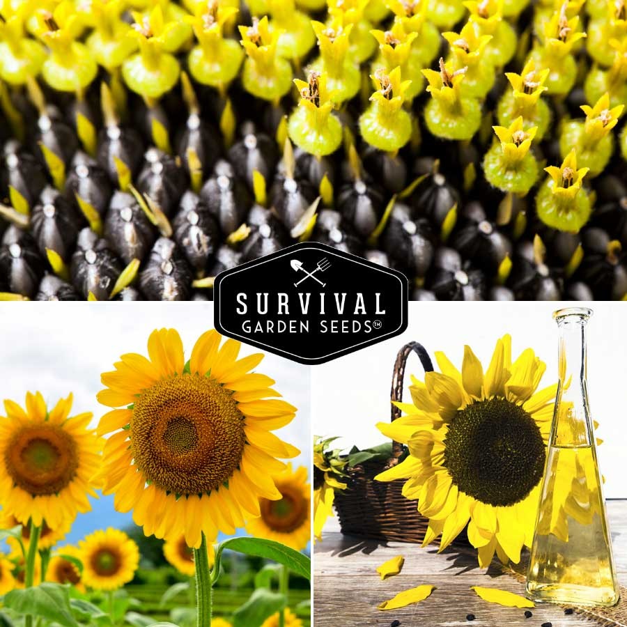 Edible Sunflower Seed Collection