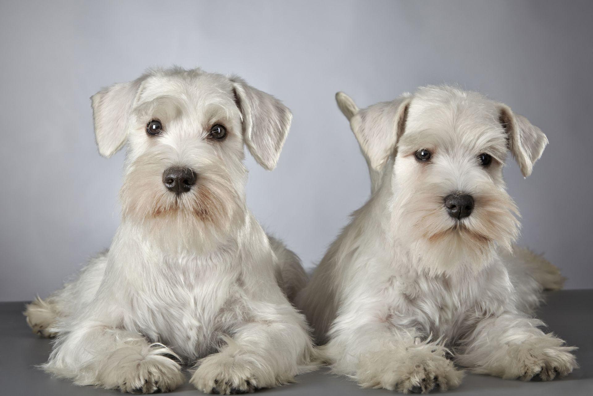 Miniature Schnauzer studio shoot